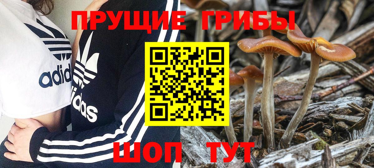 Псилоцибиновые грибы GOLDEN TEACHER  Галлюциногенные грибы Psilocybe  Вход с VPN  Майкоп 
